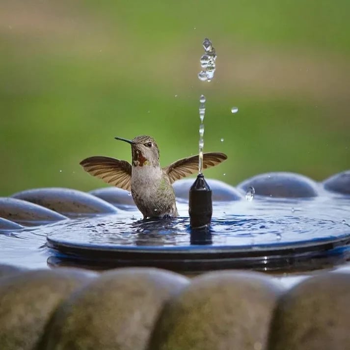 📢Hot Sales 50% OFF🏆Solar-powered bird fountains🐦️